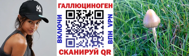 Псилоцибиновые грибы MAGIC MUSHROOMS наркотики Шагонар